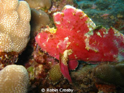 Leaf Scorpion fish end of kewalo pipe by Robin Crosby 